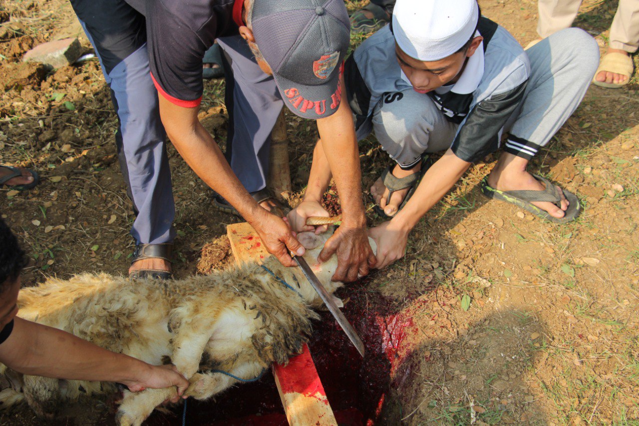 Foto Qurban
