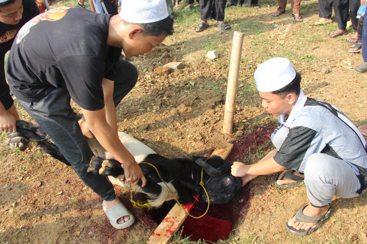 Foto Qurban