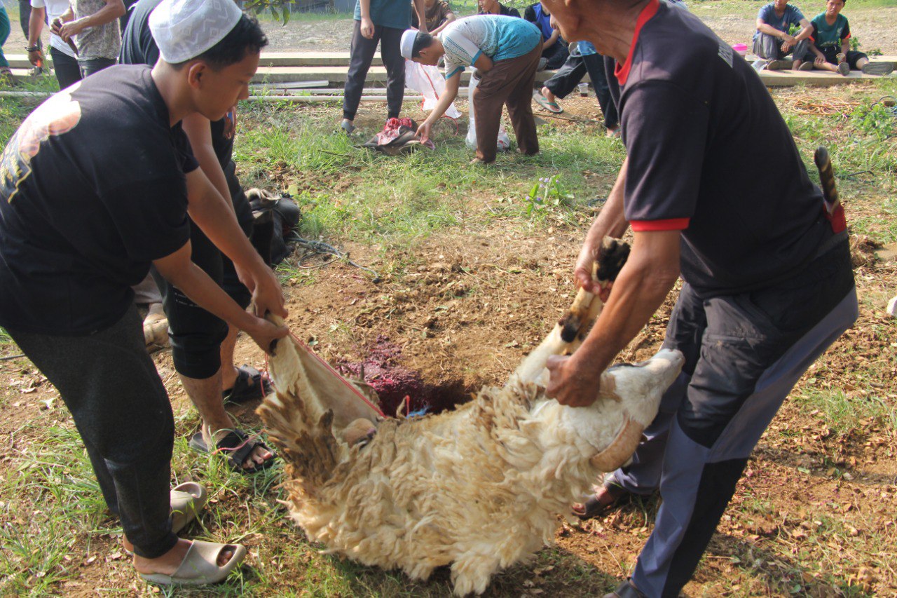 Foto Qurban